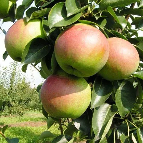 Груша КУПАЛА в Набережных Челнах