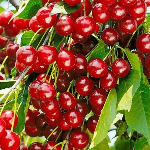 Вишня БРУСНИЦЫНА степная в Набережных Челнах