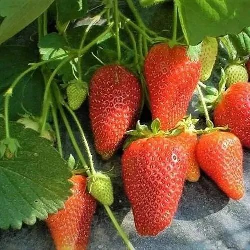 Клубника РОКСАНА в Набережных Челнах