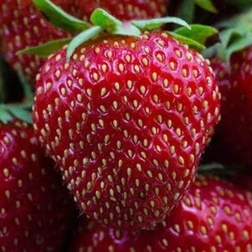 Клубника НАНДИ в Набережных Челнах