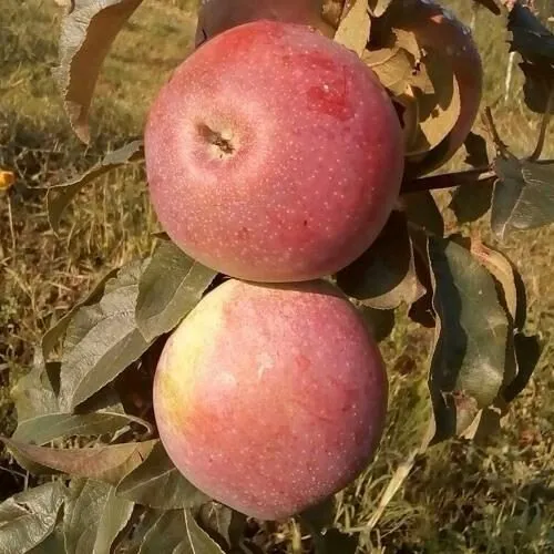 Яблоня АКСАМИТ в Набережных Челнах