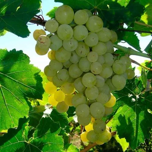 Виноград КИШМИШ МУСКАТНЫЙ в Набережных Челнах
