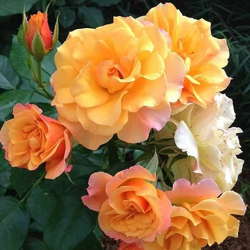 Роза ТЕКИЛА флорибунда  в Набережных Челнах
