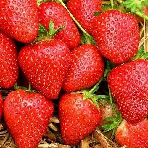 Клубника КВИКИ в Набережных Челнах